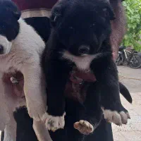 سگ قدرجونی