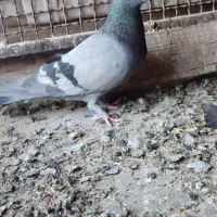 جفت سبز کلایی و کل نروماده