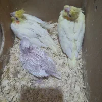 جوجه عروس  سرلاکی