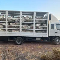 فروش ویژه بوقلمون