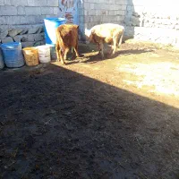 دوعددگاو نر