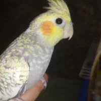 عروس هلندی و گرینچیک فول دستی