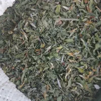 گیاه شنبلیله