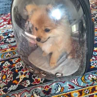 سگ پامر|سگ|اقبالیه, |دیوار