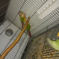 گرینچیک مولد|پرنده|تهران, باشگاه نفت|دیوار