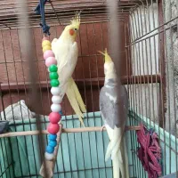 جفت عروس مولد