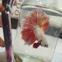 ماهی فایتر نر هافمون/ halfmoon