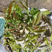 پیوند و هرس درختان|خدمات باغبانی و درختکاری|دماوند, دماوند|دیوار