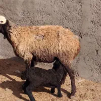 یک راس میش شالی با بره