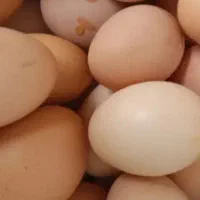 تخم مرغ محلی