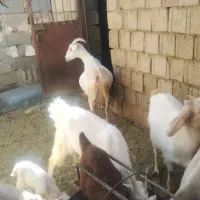 10راس بز شیری دورگ سانان