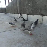 جوجه