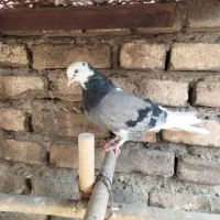 سه عدد کبوتر|پرنده|اندیشه, اندیشه فاز ۱|دیوار