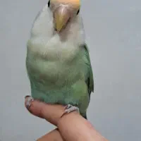 طوطی برزیلی رام و دستی