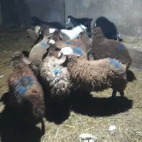 بره|حیوانات مزرعه|هیر, |دیوار