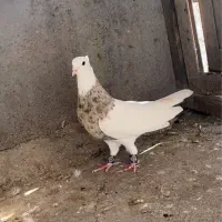 طوقی آجری و سرکه ای