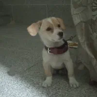 سگ اشپیتز توله 3 ماهه