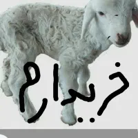 بره شیری و لاغر