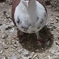 کبوتر پشتارجفت|پرنده|تیکمه داش, |دیوار