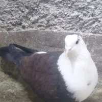 کبوتر جوفگاهی|پرنده|نیشابور, فردوس شمالی|دیوار