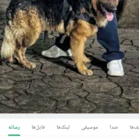 سگ ژرمن شپرد