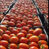 بذر گوجه(تماته)