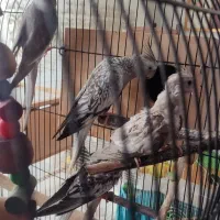 فروش طوطی نژاد ایزابلا و وایت فیس بهمراه دوتا جوجه|پرنده|لنگرود, |دیوار