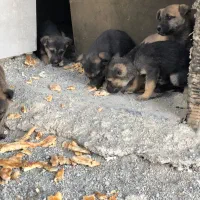 واگذاری سگ|سگ|مشکیندشت, |دیوار