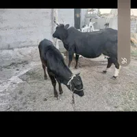 گاو شیرده بفروش میرسد