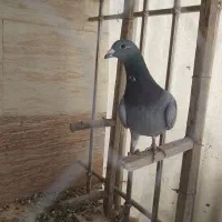 کبوتر مسافتی