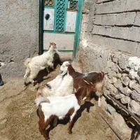 5عدد چپیش نرو ماده پله برای نگه داشتن