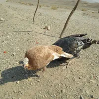 بوقلمون