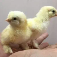 فروش جوجه برهما ،قو غاز
