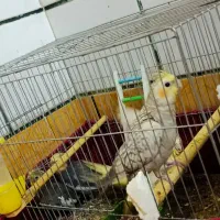 پرنده انواع عروس هلندی..|پرنده|کارون, |دیوار