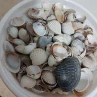 صدف و شن