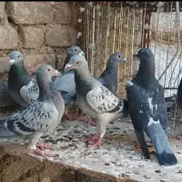 7تا جوجه آلمانی|پرنده|بیرجند, |دیوار
