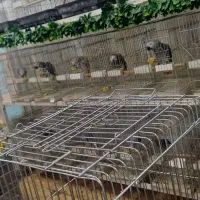 سلطان کاسکو هابه پایین ترین قیمت وبالاترین کیفیت|پرنده|تهران, اسکندری|دیوار