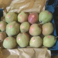 میوه گلابی