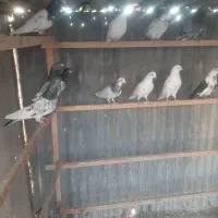 کبوتر پرشی|پرنده|تهران, والفجر (افسریه)|دیوار