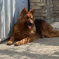 ژرمن شپرد کینگ سایز نگهبان درجه یک