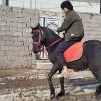 اسب نریان|اسب و تجهیزات اسب‌سواری|بستان آباد, |دیوار