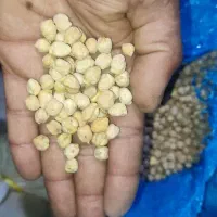 یک تن نخود|خوردنی و آشامیدنی|زاغه, |دیوار