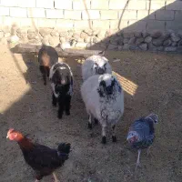 گوسفند فروشی