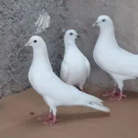 کبوتر بمبئی