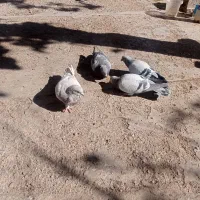 ۵ عدد کبوتر فروشی|پرنده|کرمان, |دیوار