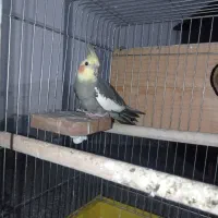 عروس هلندی نرکارداده جوان