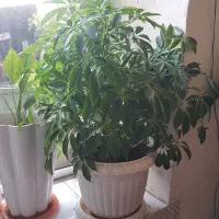 گـل|گل و گیاه طبیعی|مریوان, |دیوار