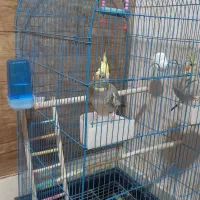 یک جفت عروس هلندی|پرنده|ساوه, |دیوار