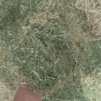 یونجه کوبیده پر گل
