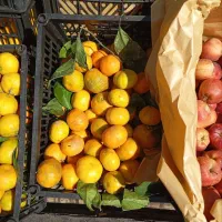 سیب قرمز استخوانی و نارنگی شیرین|خوردنی و آشامیدنی|جوانرود, |دیوار